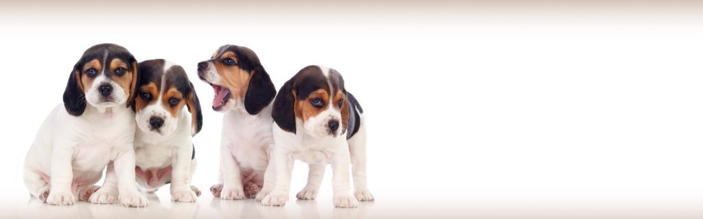 slide-cachorros4