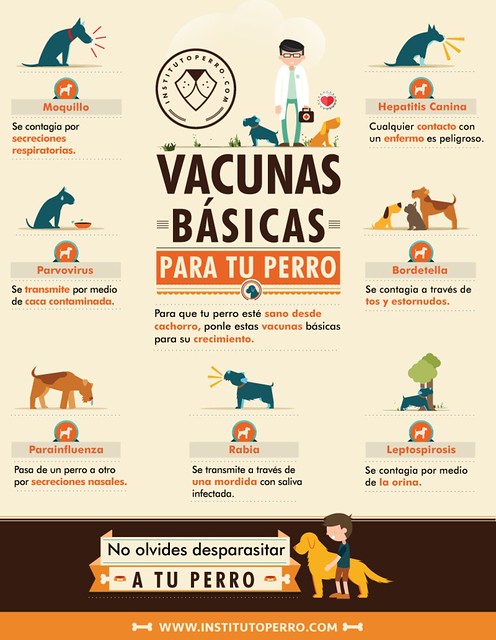Vacunas básicas para tu perro