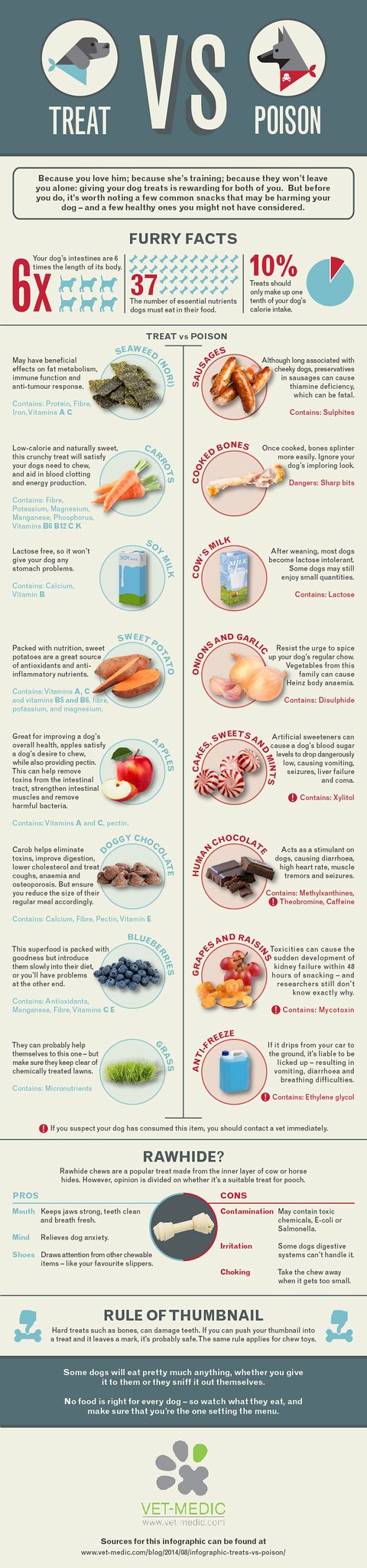 Comida saludable para perros Infografía