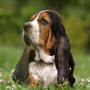 Basset Hound