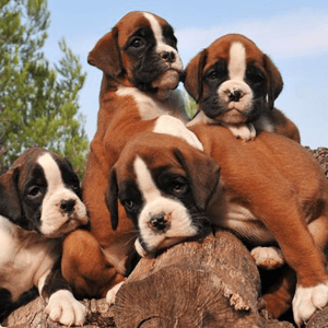 Boxer