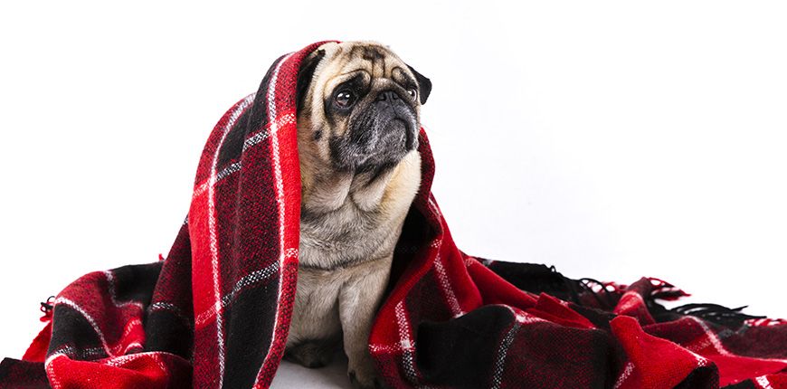 Cuidados a tu perro en otoño-invierno