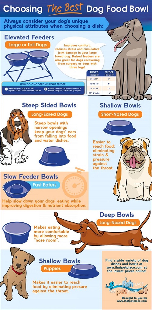 Cuál es el mejor comedero para el perro Infografía