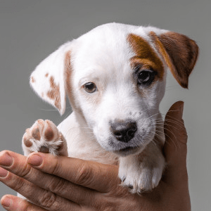 Jack Russell Terrier