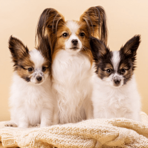 Papillon