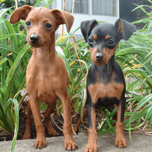 Pinscher Mini