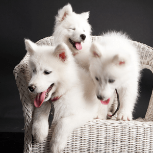 Samoyedo
