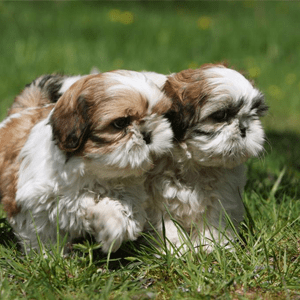 Shih Tzu