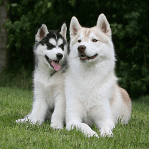 Siberian Husky