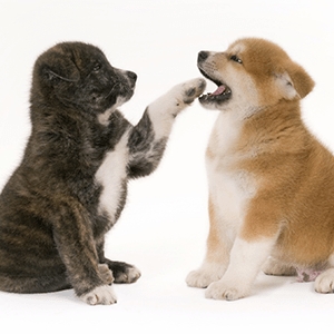 Akita Inu