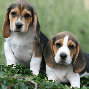 Beagle