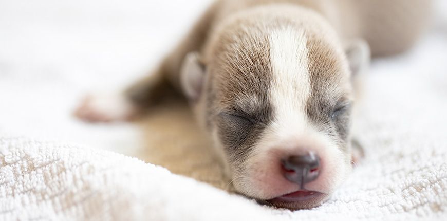 Cachorro recién nacido