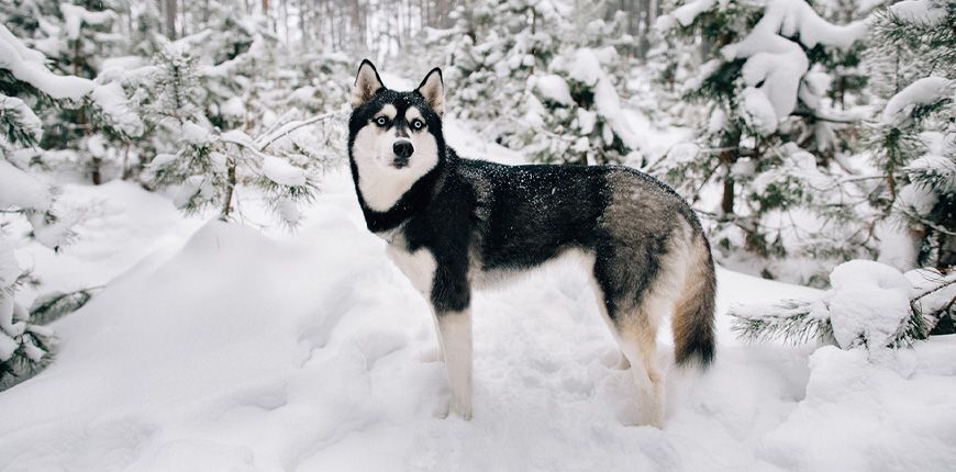 Características del Husky Siberiano