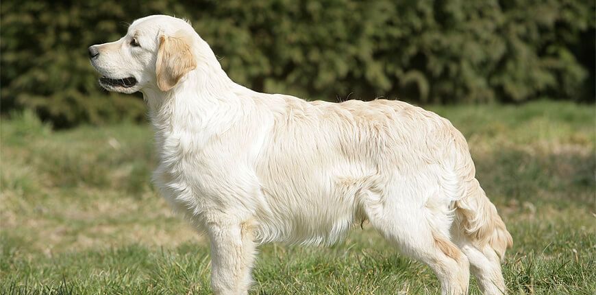 Caraterísticas del Golden Retriever