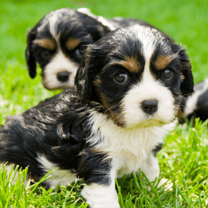 Cavalier King Charles