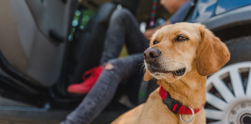 Como llevarte a tu mascota de viaje