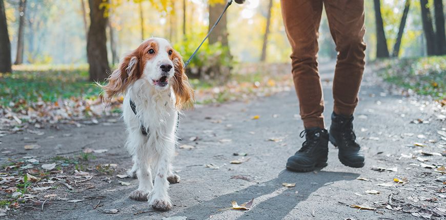 Consejos para pasear a tu perro