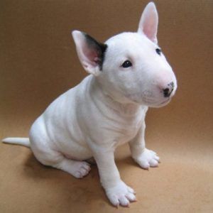 Bull Terrier
