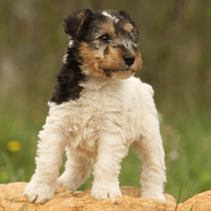 Fox Terrier