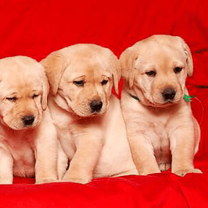 Labrador Retriever