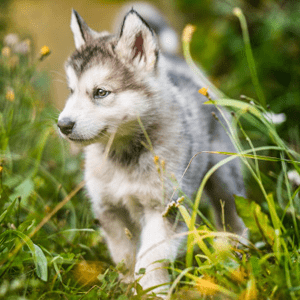 Alaska Malamute