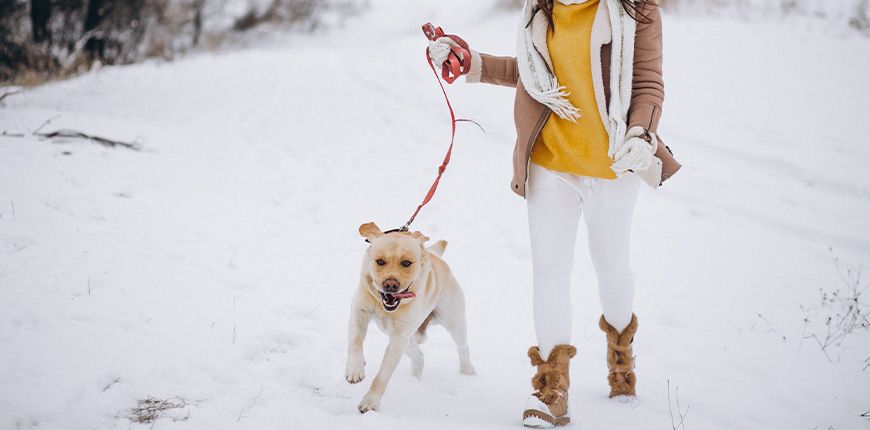 Pasea a tu perro en invierno