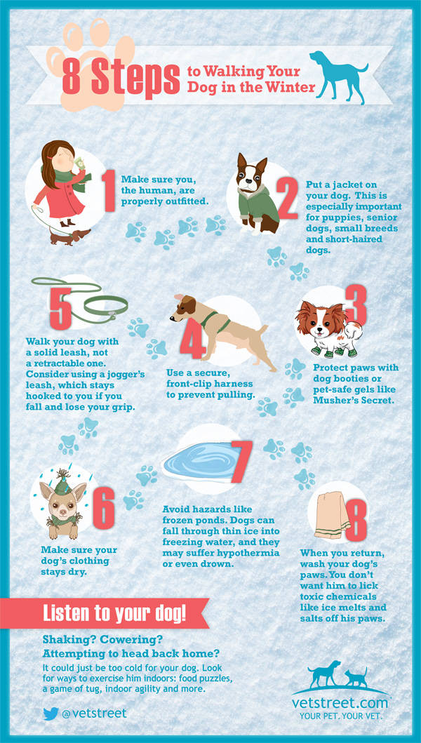 Consejos para pasear al perro en invierno Infografía