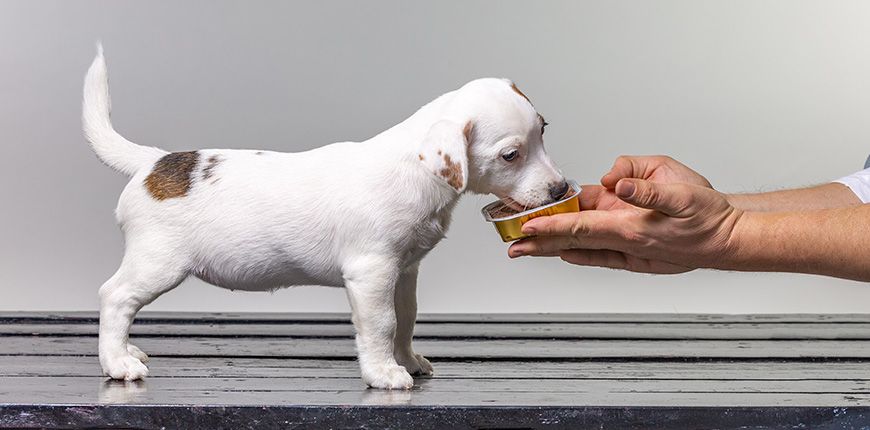 Primeros meses de la mascota