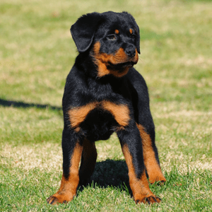 Rottweiler