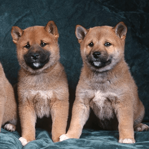 Shiba Inu