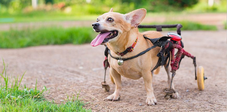 Silla de ruedas para perros