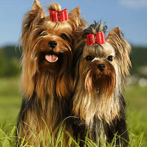 Yorkshire Terrier