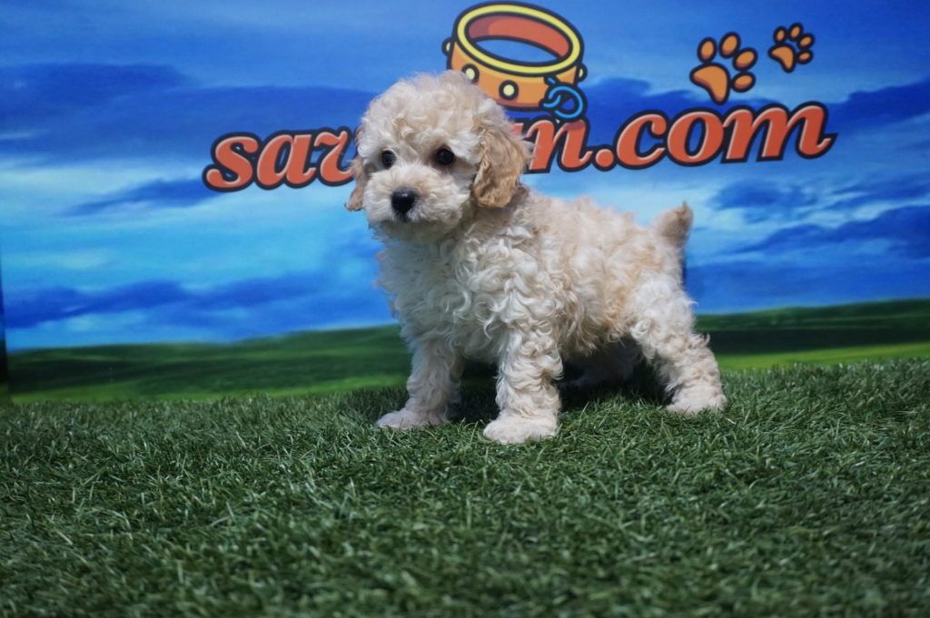Caniche Enano Hembra Comprar Perros Y Cachorros Consulta Precio Online Venta De Perros En Valencia Y Alicante Caniche Enano Hembra Comprar Perros Y Cachorros Consulta Precio Online Venta De Perros En Valencia Y Alicante