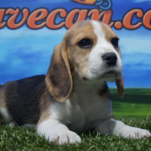 Beagle hembra tricolor