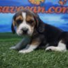 Beagle macho nacional