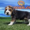 Beagle macho nacional