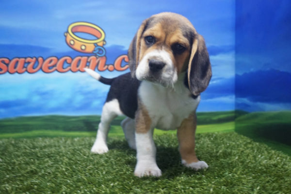 Beagle macho tricolor