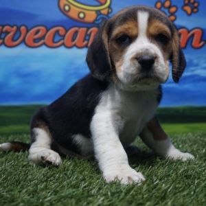 Beagle macho nacional