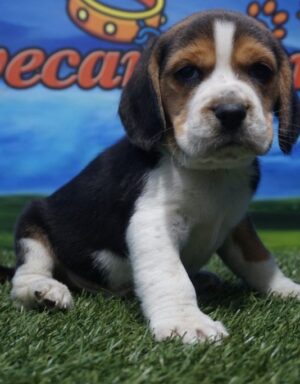 Beagle macho nacional