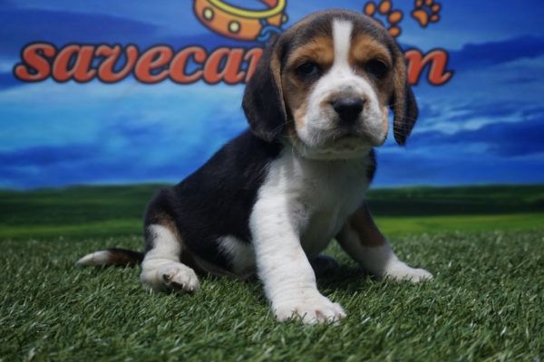 Beagle macho nacional