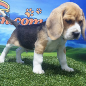 Beagle macho tricolor