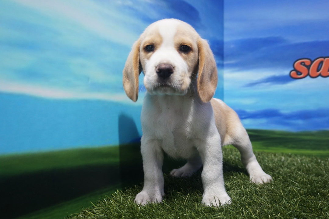 Beagle hembra bicolor Comprar perros y cachorros