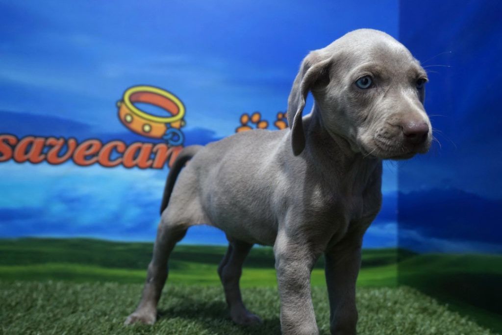 Braco de Weimar macho Comprar perros y cachorros. Consulta precio