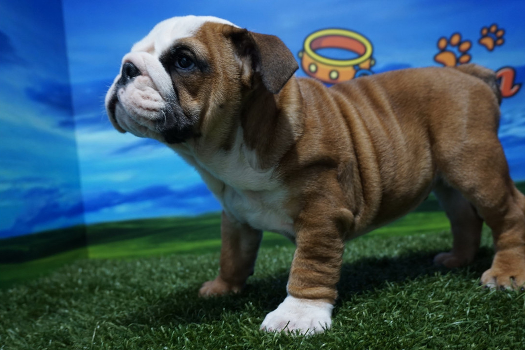 Featured image of post Bulldog Enano Ingles De 30 a 40 cm