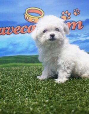 Cachorro Bichón Maltés hembra