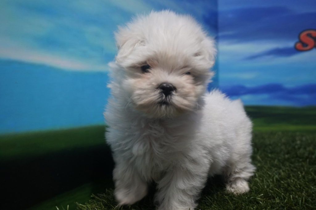 Cachorro de Bichón Maltés Macho Toy