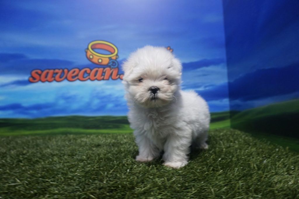 Cachorro de Bichón Maltés Macho Toy