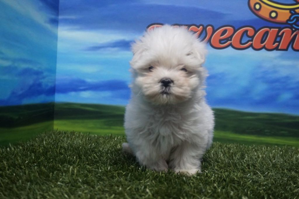 Cachorro de Bichón Maltés Macho Toy