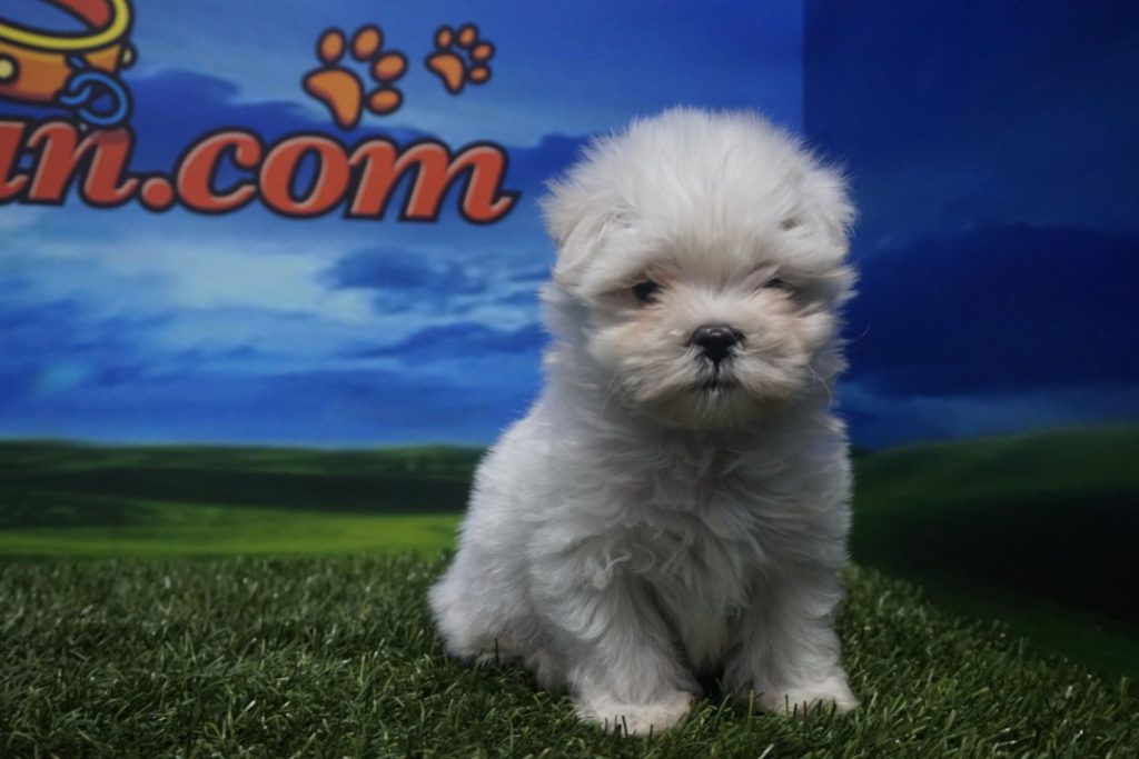 Cachorro de Bichón Maltés Macho Toy