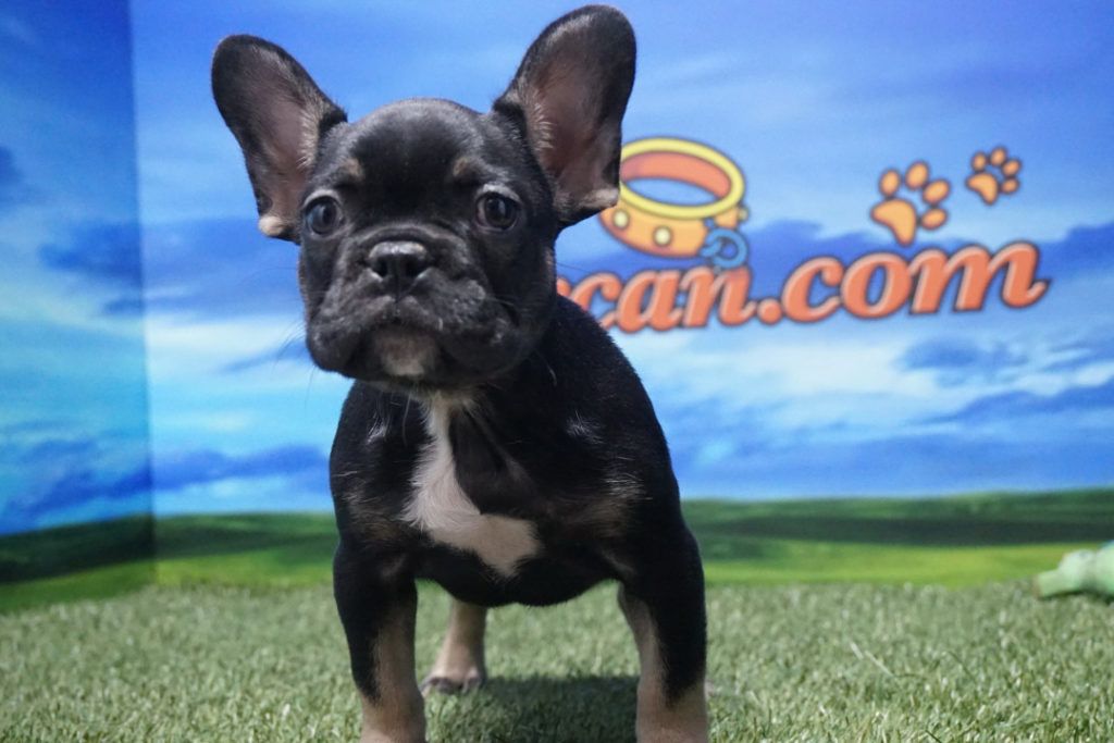 Bulldog Francés macho